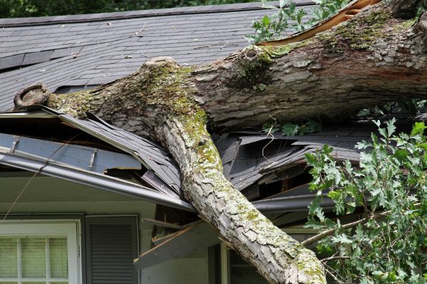 Cost of Storm Remediation in Forney